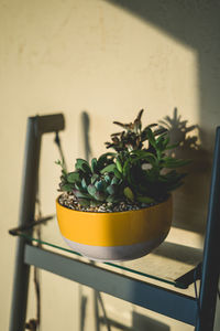 Close-up of potted plant on table