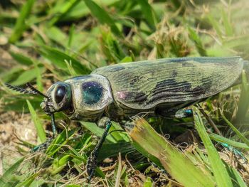 Close-up of insect on leaf