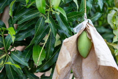 Close-up of fruits growing on tree