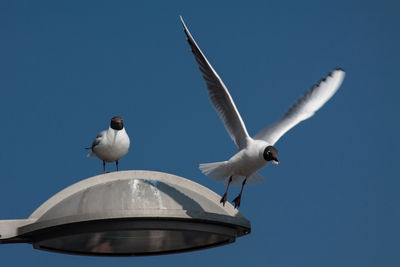 Low angle view of black-headed gulls on street light against clear blue sky