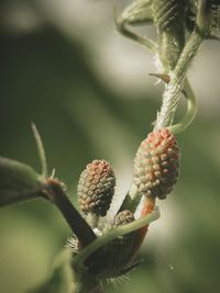 Close-up of berries growing on plant