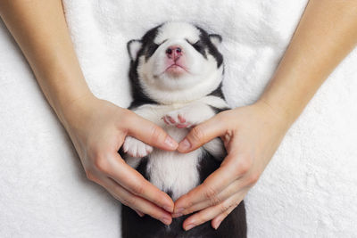 Cropped hands of woman holding cat