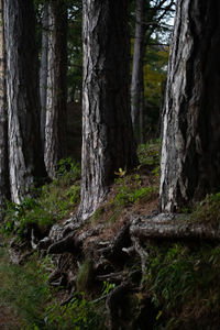 Trees growing in forest