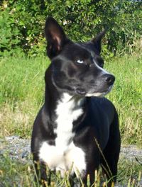 Dog standing on grassy field