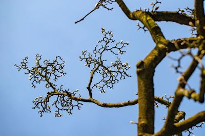 Low angle view of plant against clear blue sky