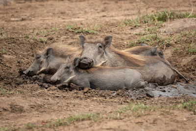 Warthogs relaxing on land