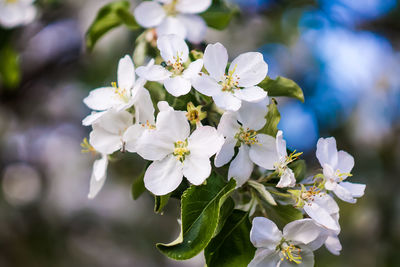 Close-up of white flowering plant