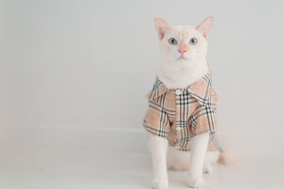 Portrait of white cat standing against wall