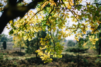 Close-up of yellow flowering plant