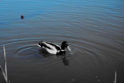 High angle view of duck swimming in lake