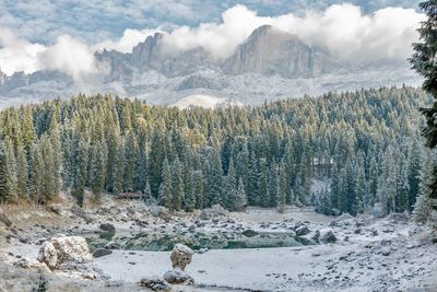 High angle view of pine trees against mountains in winter