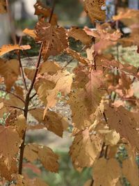 Close-up of autumn leaves on tree