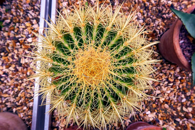 High angle view of cactus plant