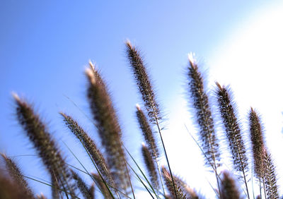 Low angle view of plants against clear sky