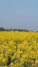 Scenic view of oilseed rape field against clear sky