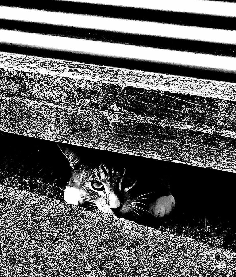 black, black and white, animal themes, cat, animal, one animal, feline, pet, domestic animals, mammal, domestic cat, monochrome photography, monochrome, white, high angle view, no people, day, road, striped, relaxation, street, outdoors