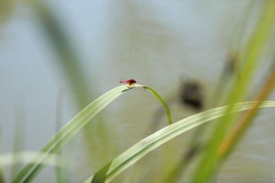 Close-up of insect on flower