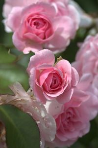 Close-up of pink rose