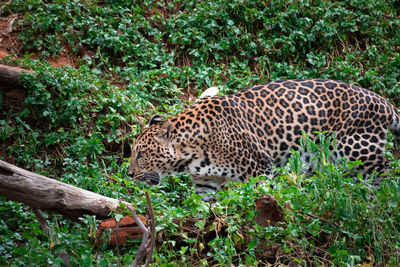 View of a leopad