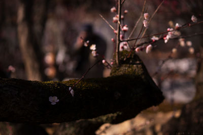 Close-up of cherry blossoms on branch