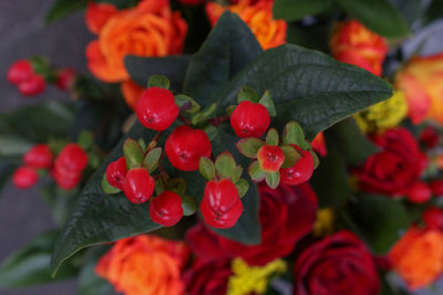 Close-up of red berries on plant