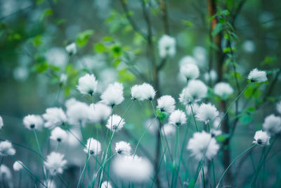 Close-up of white flowering plants on field