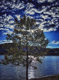 Reflection of trees in water