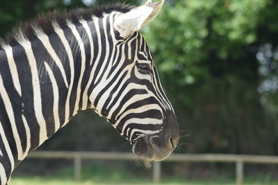 Side view of zebra