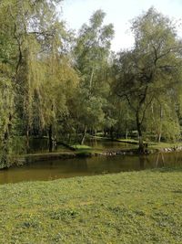Scenic view of lake in forest