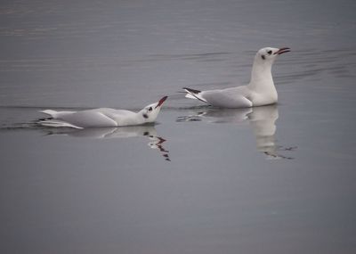 Close-up of swans swimming in lake