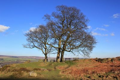 Bare tree on landscape against blue sky