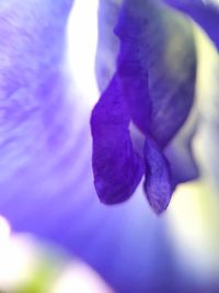 Close-up of purple flower