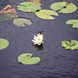 High angle view of lily in lake