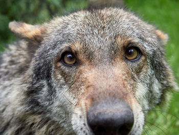 A wolf, canis lupus, in a meadow with grass in the mountains near the town of riópar, spain 