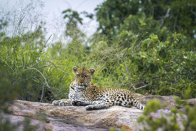 Cat relaxing on a land