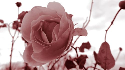 Close-up of fresh pink rose blooming against sky