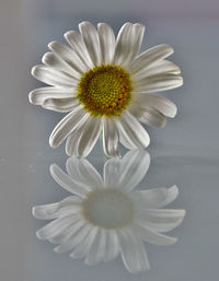 Directly above shot of daisy against black background