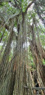 Low angle view of bamboo trees in forest