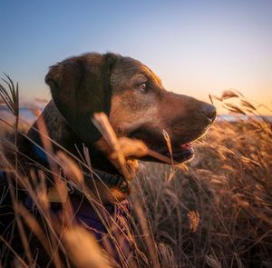 Close-up of dog looking away on field