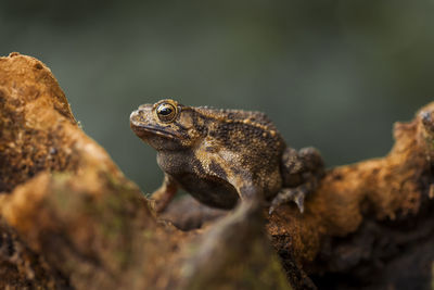 Close-up of frog on plant