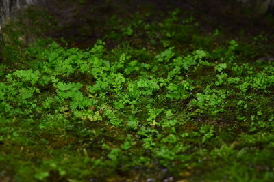 High angle view of moss growing on field