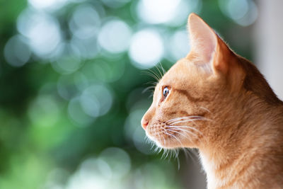 Close-up of cat looking away