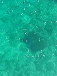 High angle view of fishes swimming in sea