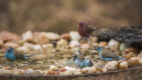 Close-up of birds in water