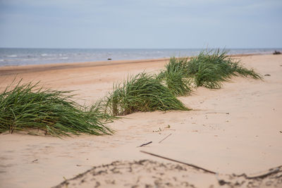 Scenic view of beach against sky