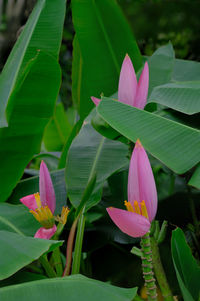 Close-up of pink lotus water lily in pond