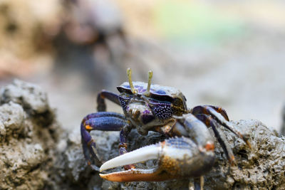 Close-up of crab on rock