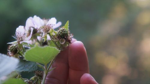 Close-up of hand holding flowering plant