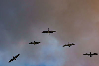 Low angle view of birds flying in sky