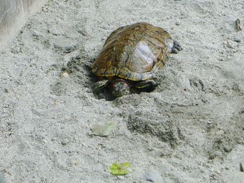 High angle view of crab on sand